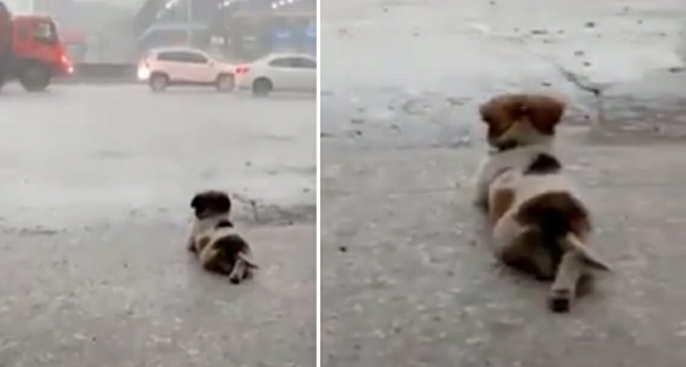 Hund liebt nichts mehr, als einfach in Ruhe und Frieden dem Regen zuzuschauen – wird dabei gefilmt